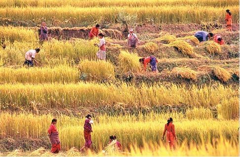 climate-soil-scenario-rice-yields-to-decline